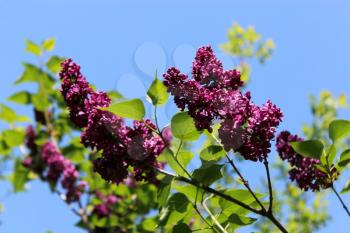 Fine branches of lilac on a background of blue sky