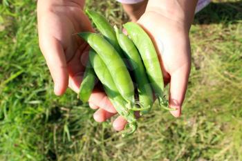 green pea pod laying on the palms