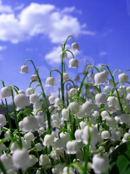 Fine white flowers of a lily of the valley on a background of the blue sky