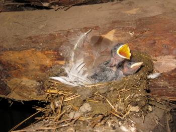 image of nest of a swallow with nestlings