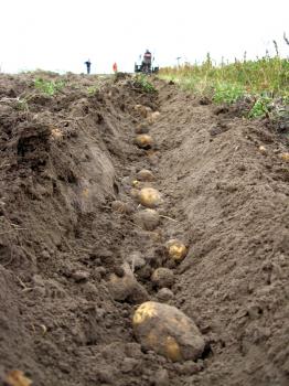image of process of harvesting of a potato