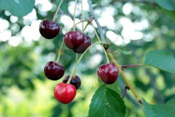 image of red berry of ripe cherry hanging on the branch