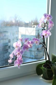 beautiful branch of a blossoming orchid at the window