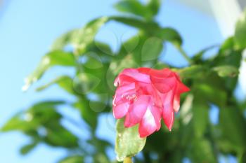 Fine pink flower of Schlumbergera in a flowerpot