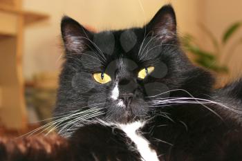 close-up of muzzle of black cat