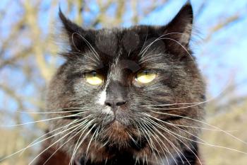 evil muzzle  of black cat on blue sky background