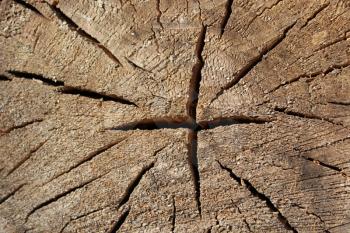 Pattern of dark wooden on cut of the tree with cracks