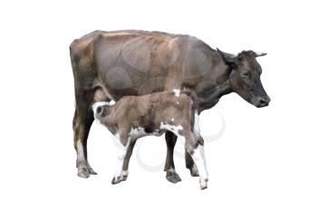 grey cow with its little calf isolated on the white background