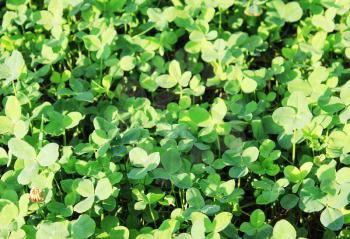 Clover background at sun light. Green clover leaves. St. Patrick's day.