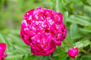Photo of pink peony on green background