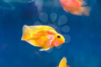 Photo of red parrot cichlid in blue water