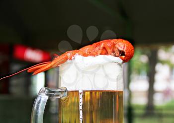 Red crawfish with beer on green grass