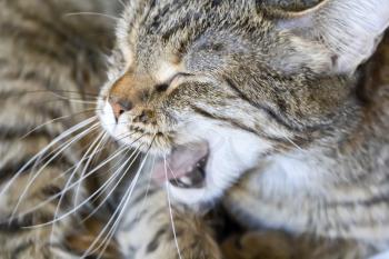 Photo of the grey striped yawning cat