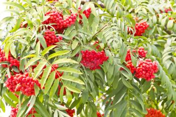 Red ripe rowanberry branch in sunny light
