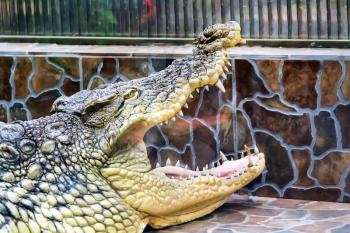 Crocodile head with open fall in zoo closeup
