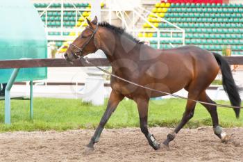 photo of horse riding on the racetrack