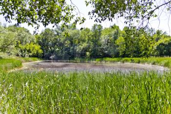 Summer landscape with lake, sun and green forest