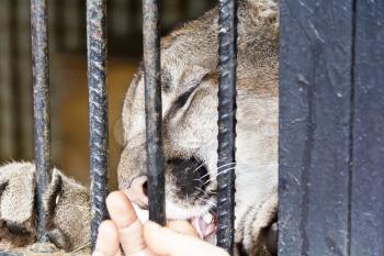 Wild cat in the zoo biting human finger