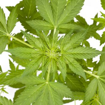 Marijuana plant isolated on white. Top view.