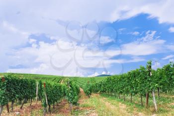 wine-growing at vineyard in Alsace, France