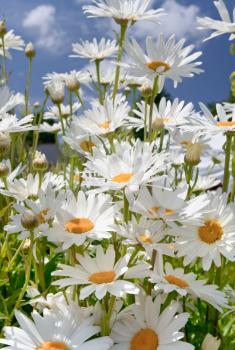 many cultivated camomiles closeup