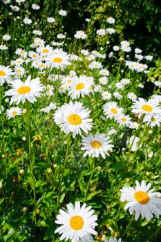 many chamomiles on meadow