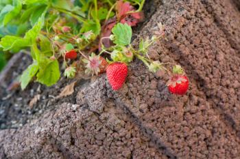 cultivate of strawberry in home garden at back yard