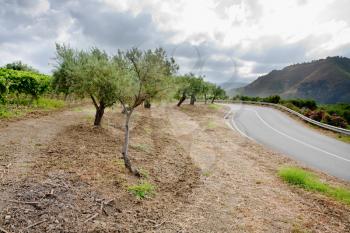 olive garden and vineyard on gentle slope in Etna region, Sicily
