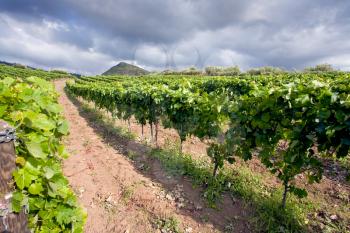 vineyard on gentle slope in Etna region, Sicily