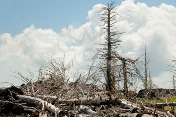 burned dead pines in black clinker flow on Etna, Sicily