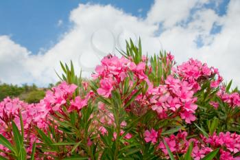 pink flowers of oleander in summer day