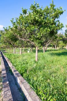 tangerine garden and empty irrigation canal in Sicily
