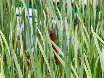 green Typha leaves and spike on stem