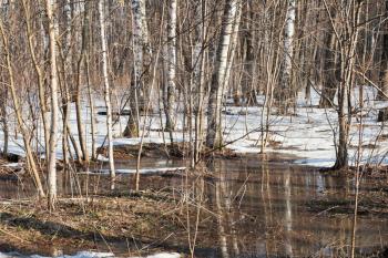 snow melting puddles in birch forest in early spring