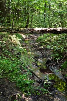 bridge of birch log over brook in wood ravine