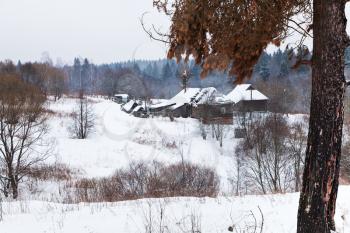 snow covered hamlet on margin of a spruce forest on a winter day