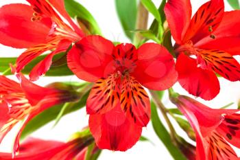bouquet from several red alstroemeria flowers isolated on white background