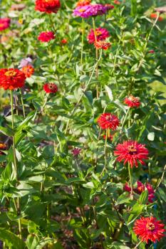 red zinnia flowers in summer day
