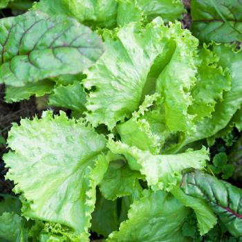 green lettuce and chard leaves in garden close up