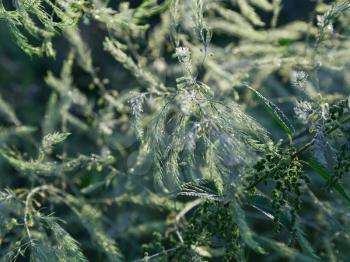 Morning dew on green grass of asparagus and common nettle