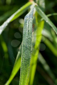 morning dew on green leaves of carex grass close up