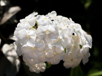 cluster of white flower Phlox close up
