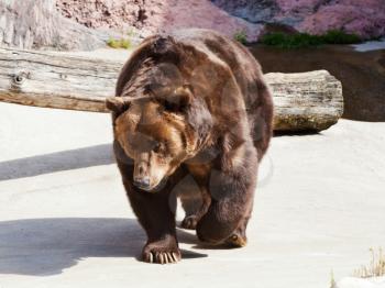 walking Brown bear outdoors in summer day