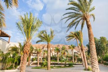 palm trees under wind in resort on Dead Sea, Jordan