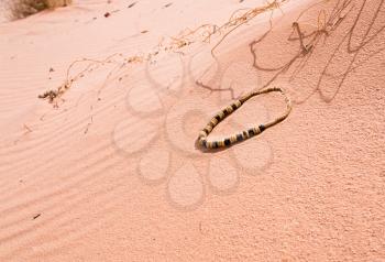 Bedouin beads on red sand dune of Wadi Rum desert, Jordan