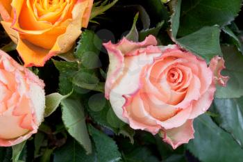 three fresh roses close up