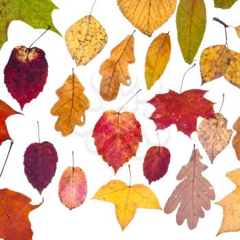 leaf fall from pied autumn leaves isolated on white background