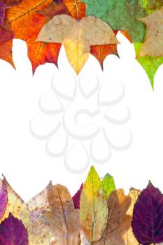 two side frame from autumn leaves isolated on white background