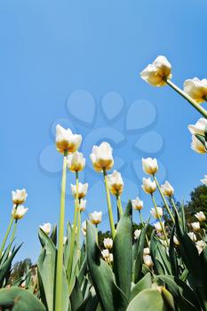bottom view of many decorative white tulips on flower bed on blue sky background