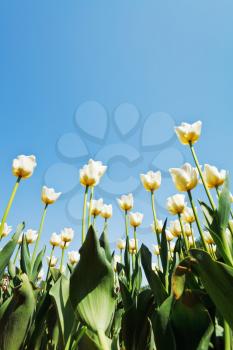 view from below of decorative tulips on flower bed on blue sky background